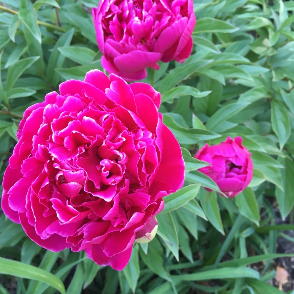 Meet your Posher, Mary